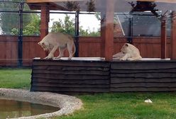 "Niewinne lwiątka zginęły na oczach ludzi". Zoo wydaje oświadczenie