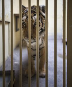 Tygrysy w poznańskim zoo. Zebrano milion złotych dla zwierząt