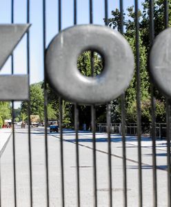 Jak ominąć kolejki do warszawskiego zoo? Teraz bilety kupisz znacznie szybciej