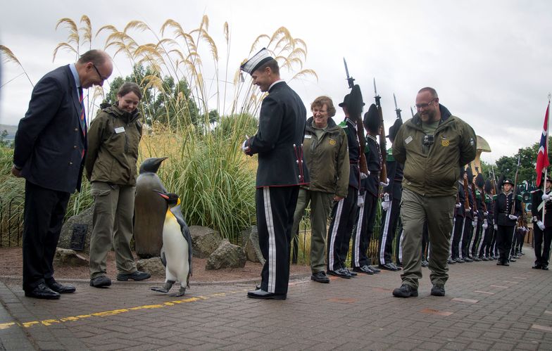 Pingwin w Gwardii Królewskiej