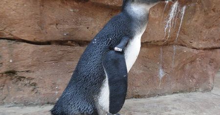 Janush nie żyje. Tragedia w ZOO we Wrocławiu