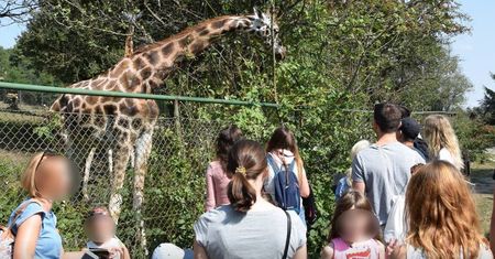 Nie żyje żyrafa Dobrawka. Pracownicy zoo "płaczą z bezsilności" i zapowiadają poważne kroki