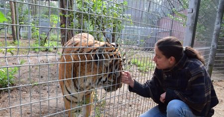 Zarzuty dla dyrektor poznańskiego ZOO. Nielegalnie kastrowała zwierzęta?