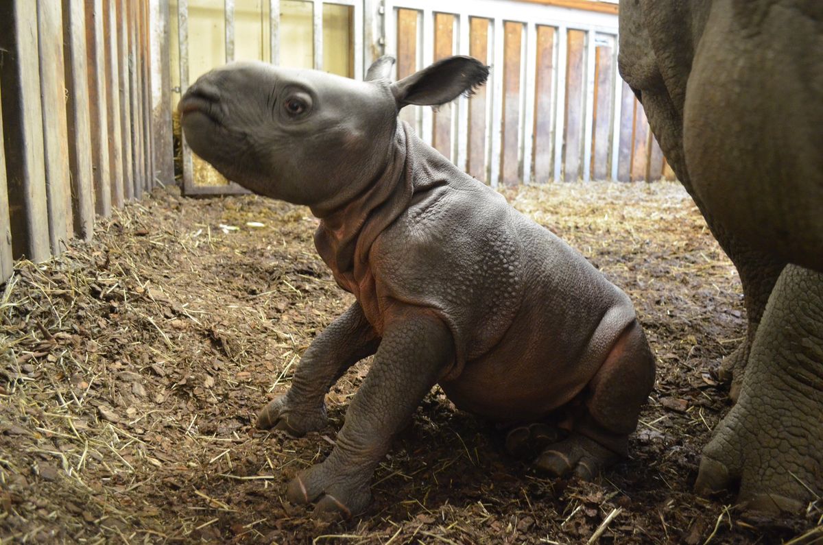 Nowy mieszkaniec warszawskiego zoo. Mały nosorożec podbija serca internautów