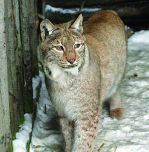 Najstarszy na świecie ryś mieszka w krakowskim ZOO