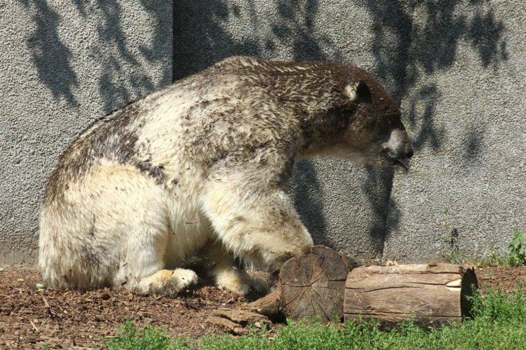 Warszawskie Zoo zaniedbuje niedźwiedzie polarne? Zoo dementuje plotki