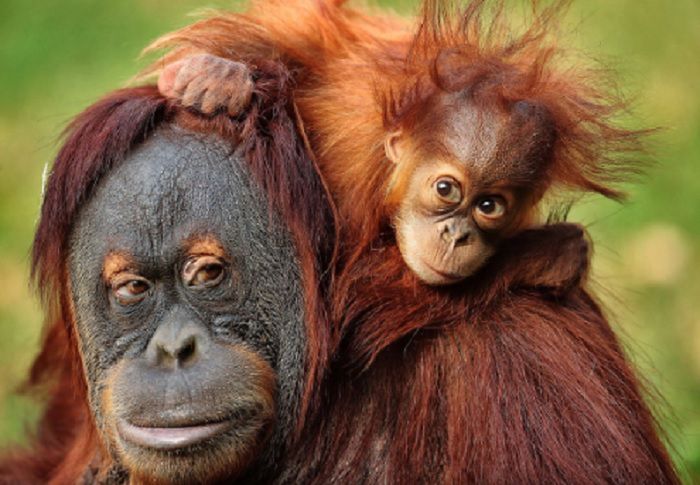 Zoo zorganizowały pojedynek na... słodkie zwierzaki