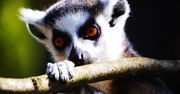 Wrocławskie zoo. Warto się tu wybrać!