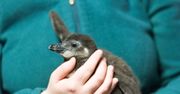 Nowy mieszkaniec wrocławskiego zoo. "Jego puchatość" pingwin przylądkowy
