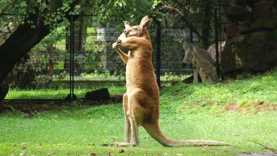 Warszawa. Kangur rudy pręży muskuły