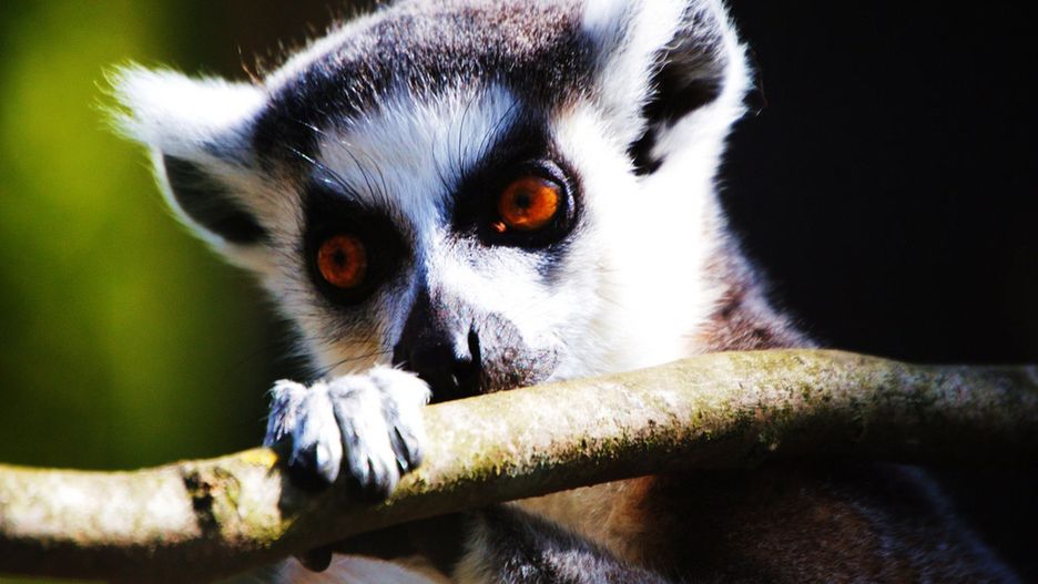 Koronawirus we Wrocławiu. Do ZOO tylko w sposób wirtualny
