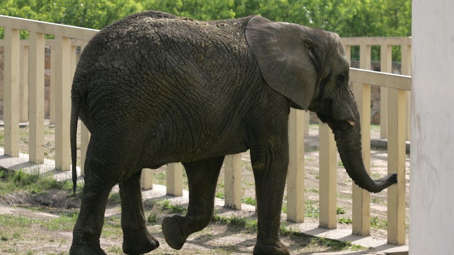 Erna jest najstarszym słoniem w warszawskim zoo