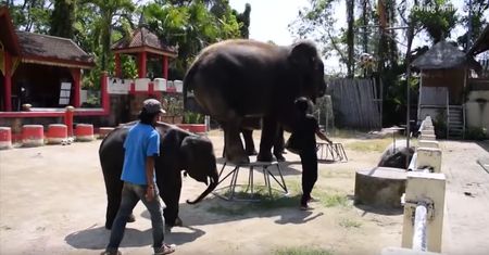 Dramat słonia w zoo na Phuket. Aktywiści apelują do turystów