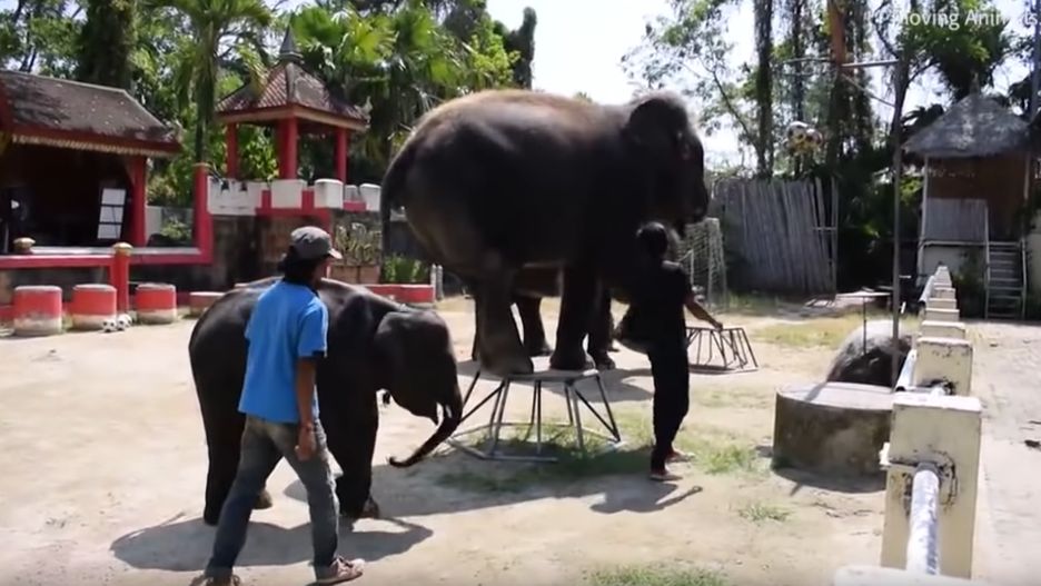 To tylko jeden z wielu przypadków znęcania się nad zwierzętami w tajskich ogrodach zoologicznych 