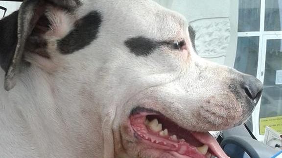 Zosia skradziona ze schroniska odnaleziona