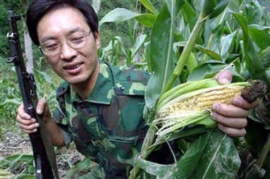 Energetycy stawiają na kukurydzę