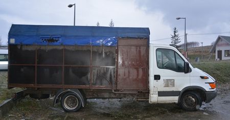 Dwaj Rumuni zamęczyli konia na śmierć. Usłyszeli zarzuty