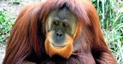Niesamowite! Orangutan poprosił kobietę o pokazanie blizn