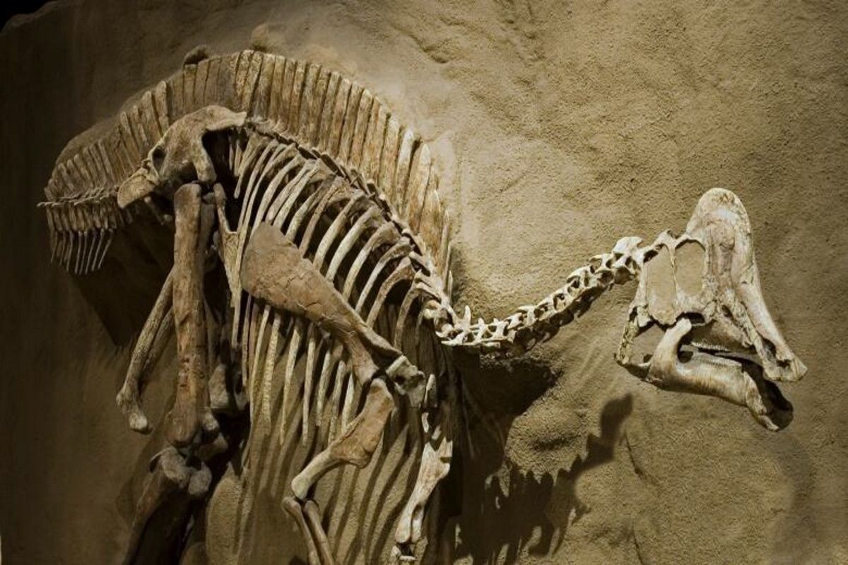 Na szkielecie dinozaura odkryto objawy nowotworu, na który chorują dzieci