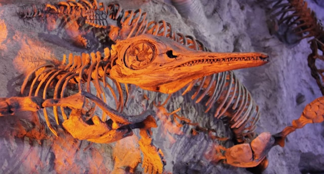 Odnaleziono szczątki sprzed 65 mln lat. Wywęszyły je psy