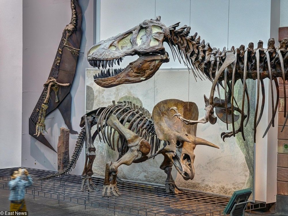 Archeolodzy odkryli szkielet nowego gatunku dinozaura