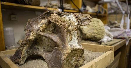 Odkryli nowego dinozaura. Syberyjski tytan był gigantyczny