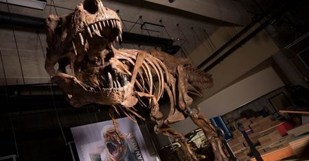 Największy tyranozaur rex, jakiego odkryto. Był naprawdę potężny
