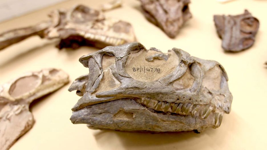 Nowy gatunek dinozaura został znaleziony... w muzeum.