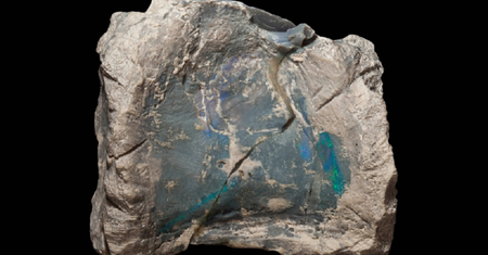 Kości nowego gatunku dinozaurów odkryte w Australii