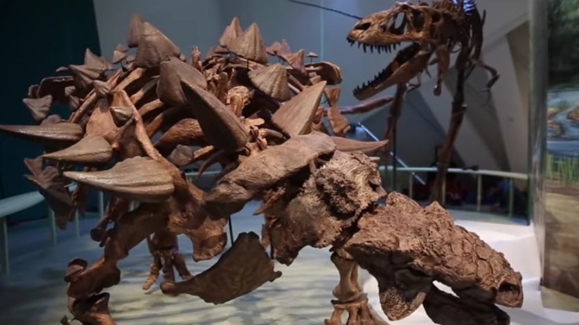 W muzeum oprócz czaszki dinozaura, pokazano także makietę