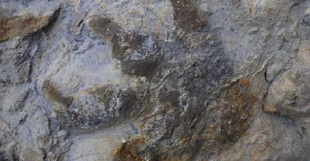 Klify w Sussex zawaliły się, odsłaniając prehistoryczną tajemnicę
