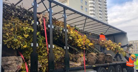 Metro na Wolę. Drzewa i krzewy przy nowych stacjach sadzone jeszcze przed zimą