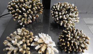 Rafa koralowa przemycana z Egiptu. Za "nadbagaż" grozi do 5 lat więzienia