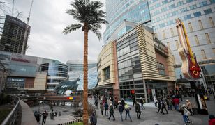 Nowa palma w Warszawie. Stanęła w centrum miasta