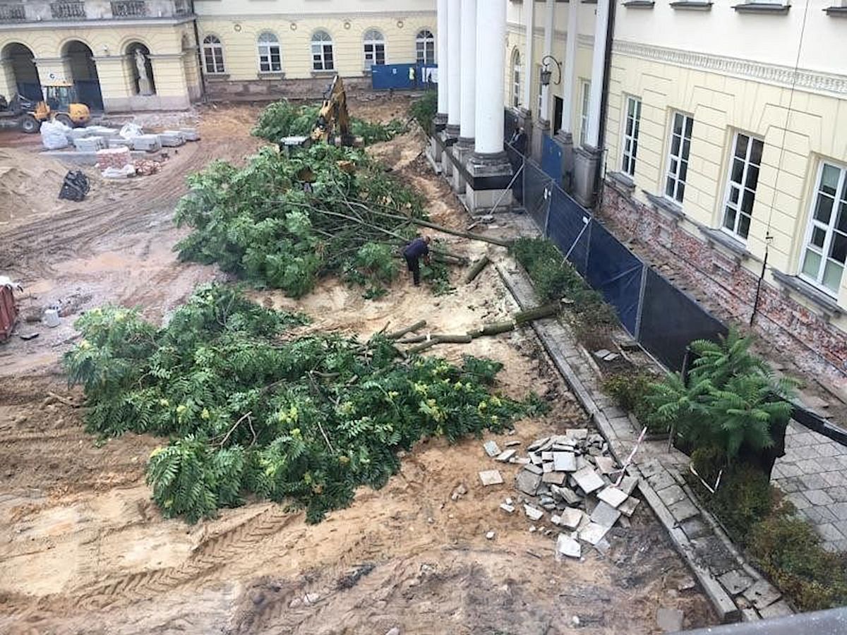 Wojewoda mazowiecki podjął decyzję o wycięciu szpaleru drzew przy pl. Bankowym we wrześniu 2017 roku