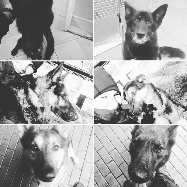 Warszawa. Tragiczna śmierć policyjnych psów. Rusza śledztwo