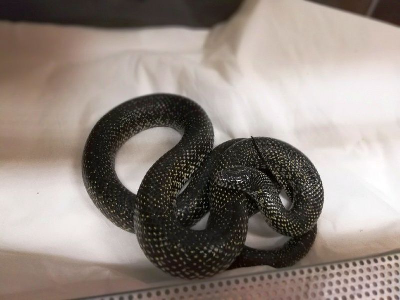 Nietypowe wezwanie mieszkańca Wesołej. W ogródku znalazł metrowego węża królewskiego