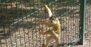 Małpa uciekła właścicielowi. Chciała się pobawić z dziećmi