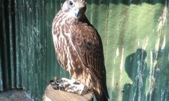 Po mieście błąka się sokół. Uciekł z pikniku, trwają poszukiwania