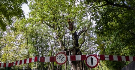 Ursynów. Sprawca podpalenia dębu Mieszko uniknie kary