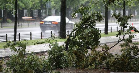 Ostrzeżenie dla Warszawy. "Lepiej nie parkować aut pod drzewami"