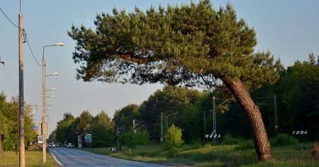 Pochylona sosna i apel celebryty. PKP położy na niej topór