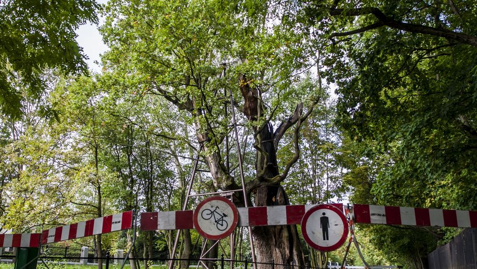 Warszawa. Dąb szypułkowy Mieszko I przy ul. Nowoursynowskiej. Pomnik przyrody, uznawany za najstarsze drzewo na Mazowszu, spłonął w nocy z 16 na 17 czerwca