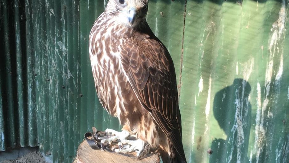 Samica sokoła zaginęła w parku Łazienki Królewskie