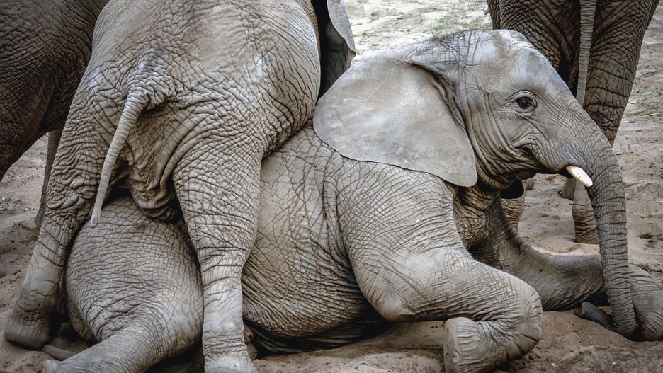 Słonie w warszawskim zoo to ulubieńcy odwiedzających.