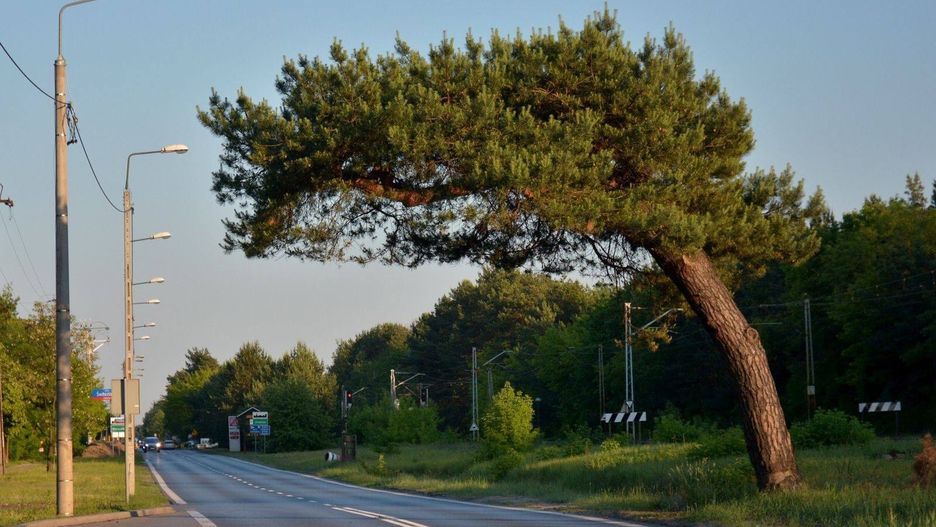 Będąca lokalną atrakcją sosna jest zagrożona wycięciem.