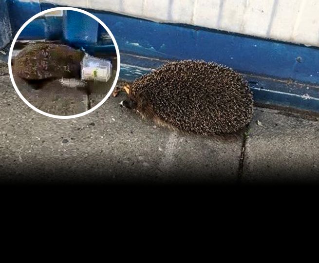 Warszawa. Jeżowi zakleszczył się ryjek, pomógł mu pan Tomasz 