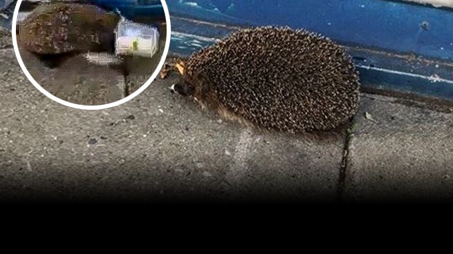 Warszawa. Jeżowi zakleszczył się ryjek, pomógł mu pan Tomasz 