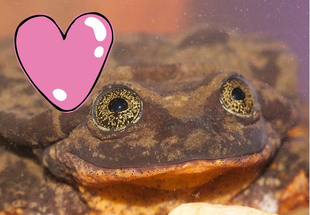 Żaba ogłasza się na portalu randkowym. Ekologiczne lovestory