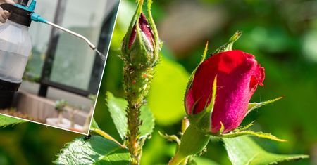 Wrzuć do wody, odczekaj i spryskaj róże. Mszyce uciekną gdzie pieprz rośnie i nie wrócą